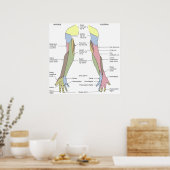 Poster Innervation cutanée du membre supérieur du système (Cuisine)