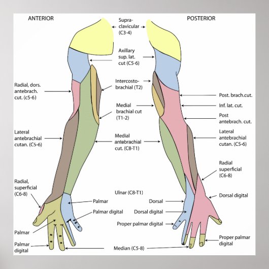 Poster Innervation cutanée du membre supérieur du système (Devant)