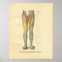 Innervation de la jambe vintage Frohse Imprimer