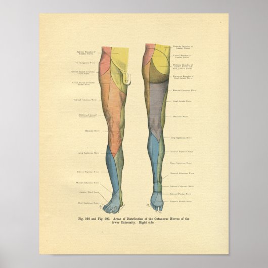 Poster Innervation de la jambe vintage Frohse Imprimer (Devant)