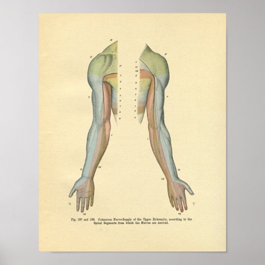 Poster Innervation Nerveuse Cutanée du bras humain Imprim (Devant)