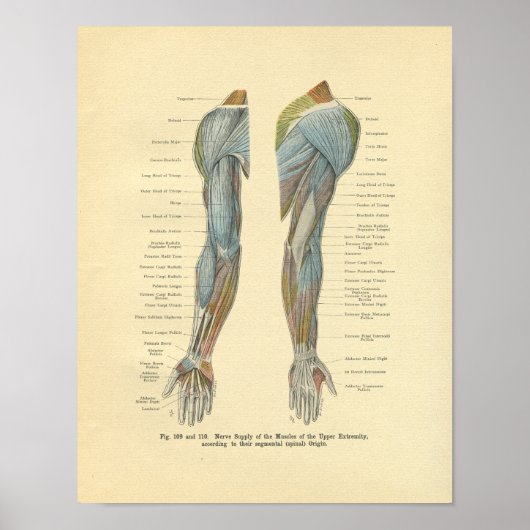Poster Innervation vintage du bras de givre (Devant)