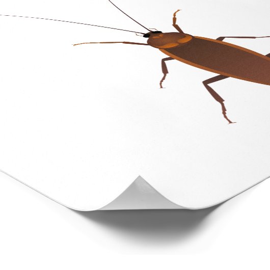 Poster Insecte Cockroach (Coin)