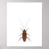 Poster Insecte Cockroach (Devant)