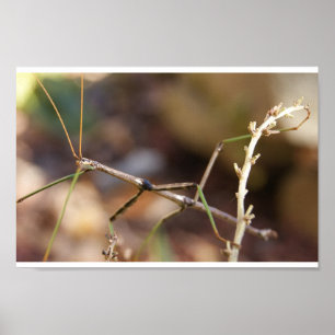 Poster Insecte de bâton de marche