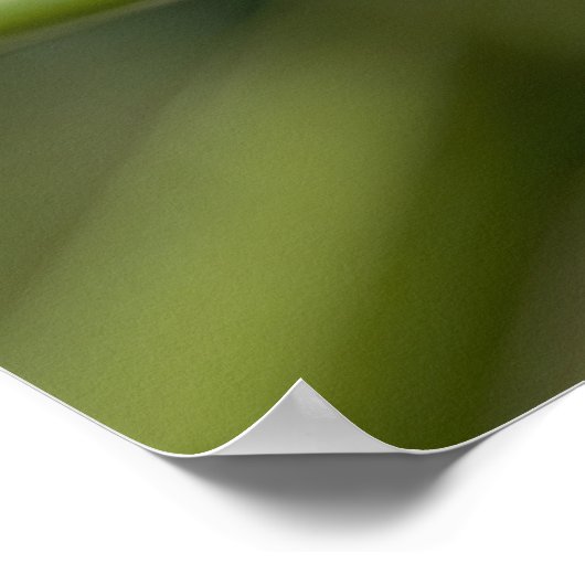 Poster Insecte de Ladybug (Coin)