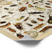 Poster Insecte l'enseignement vintage (Coin)