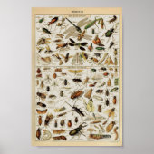Poster Insecte l'enseignement vintage (Devant)
