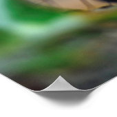 Poster Insecte mangeur de fourmis (Coin)