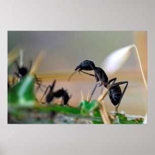 Poster Insecte mangeur de fourmis