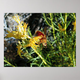 Poster Insecte sur une fleur