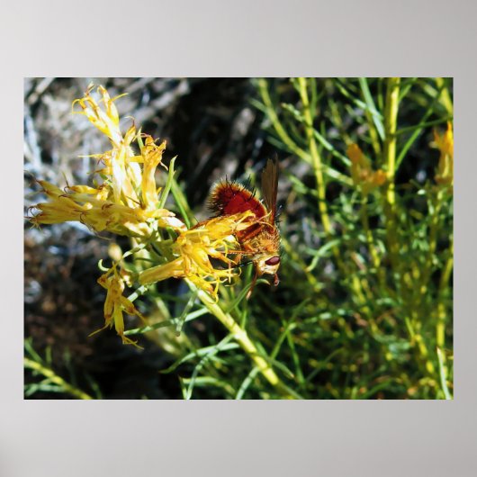 Poster Insecte sur une fleur (Devant)