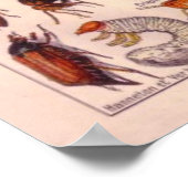 Poster Insectes (Coin)