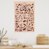 Poster Insectes (Cuisine)