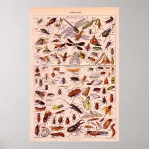 Poster Insectes