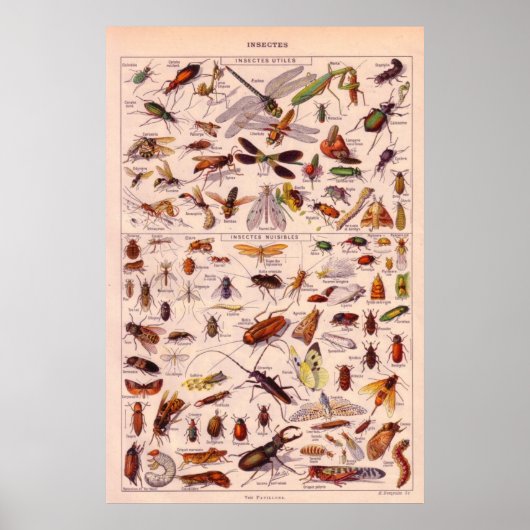 Poster Insectes (Devant)