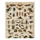 Poster Insectes (Devant)