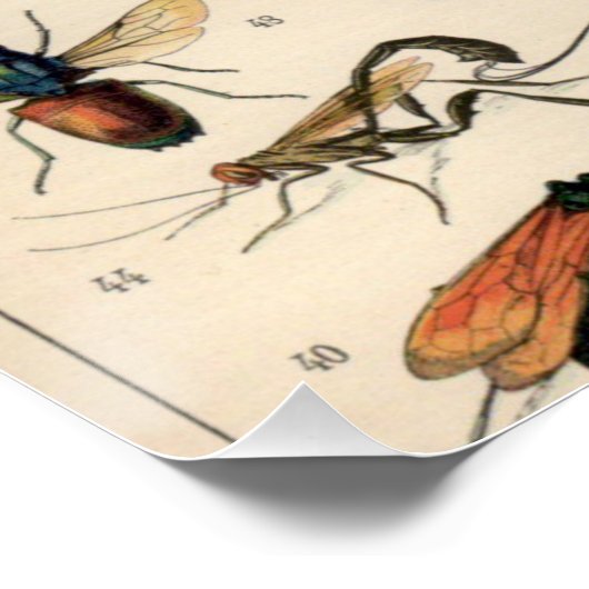 Poster Insectes (Coin)