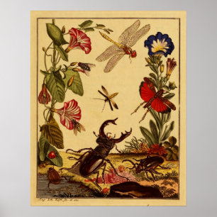 Poster Insectes 1764