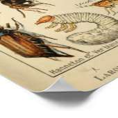 Poster Insectes - Collection d'insectes (Coin)