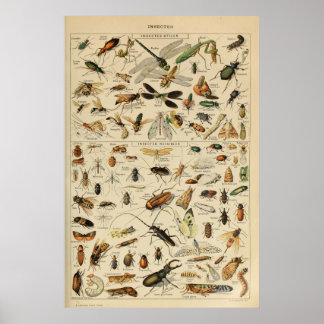 Poster Insectes - Collection d'insectes