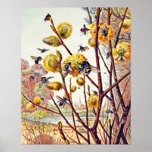 Poster Insectes d'abeilles vintages Fleur de saules de pr