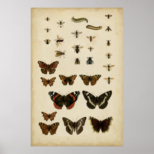 Poster Insectes de jardin par Vision Studio (Devant)