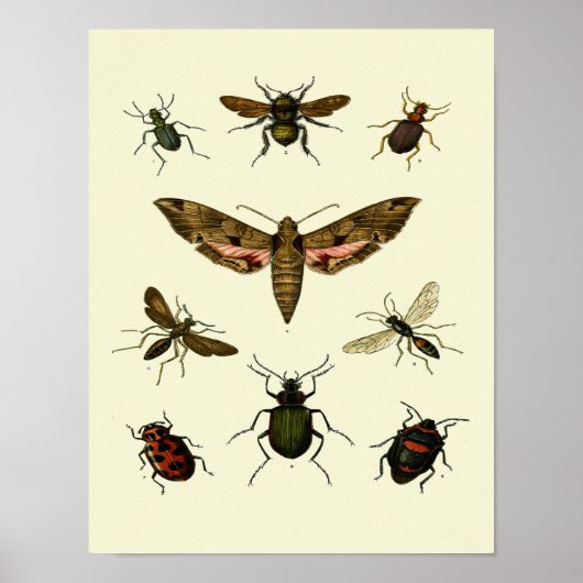 Poster Insectes-Impression de 9 insectes vintages (Devant)