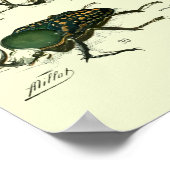 Poster Insectes Vintage (Coin)