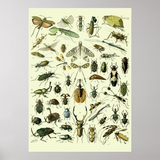 Poster Insectes Vintage (Devant)