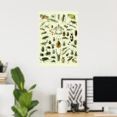 Poster Insectes Vintage (Bureau à domicile)