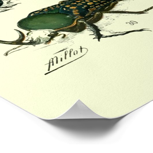 Poster Insectes vintages (Coin)