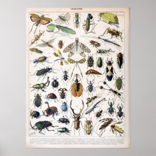 Poster Insectes vintages de Millot Adolphe