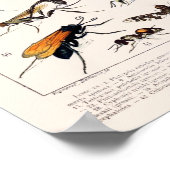 Poster Insectes vintages de Millot Adolphe (Coin)