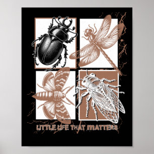 Poster Insectes vintages - scarabée
