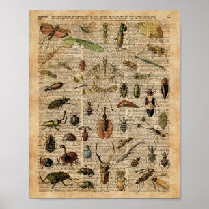 Poster Insects Bugs Vintage Illustration Dictionnaire Art