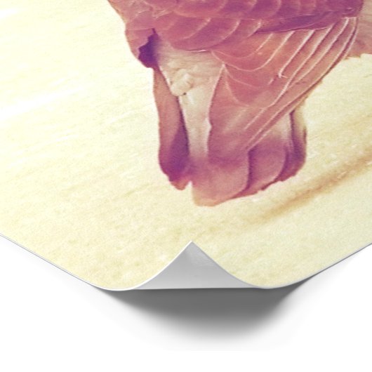 Poster Inséparables rétro embrasser Pigeon (Coin)