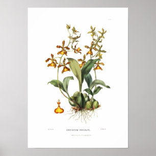 Poster Insleayi d'Oncidium par Mlle Drake