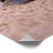 Poster Inspiring Quote Baby Sea Turtle Sand Ocean (Coin)