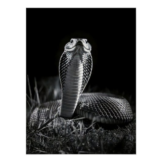 Poster  Intense Black & White King Cobra Fine Art Print | (Devant)