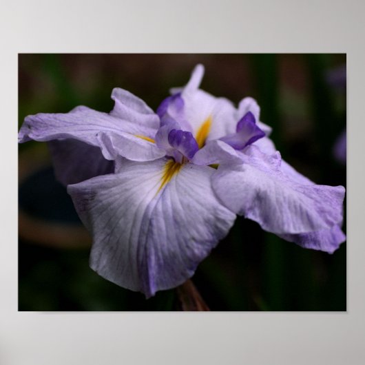Poster Intense Fleur Iris Japonaise Gros plan (Devant)