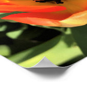 Poster Intérieur de la tulipe orange (Coin)