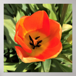 Poster Intérieur de la tulipe orange