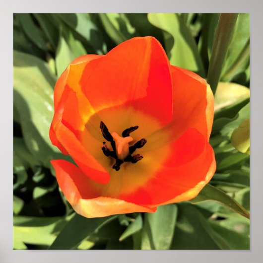 Poster Intérieur de la tulipe orange (Devant)