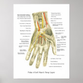 Poster interne anatomie met hand en pols (Voorkant)