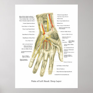 Poster interne anatomie met hand en pols
