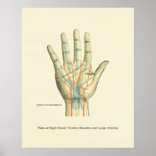 Poster interne anatomie met hand en pols