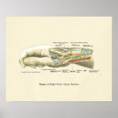 Poster interne anatomie met hand en pols (Voorkant)