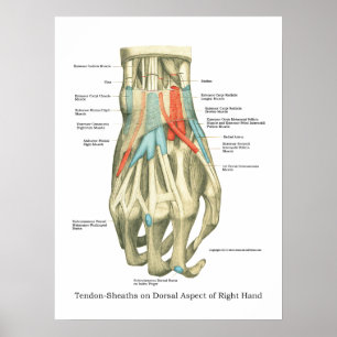 Poster interne anatomie met hand en pols
