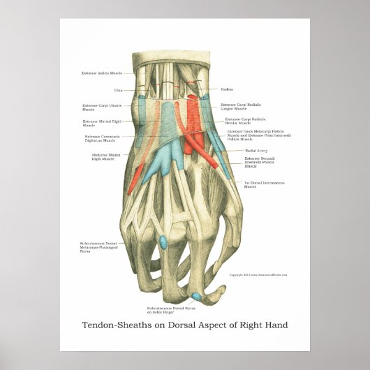 Poster interne anatomie met hand en pols (Voorkant)